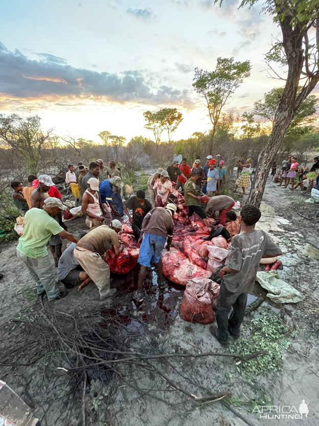 Elephant Hunting Namibia