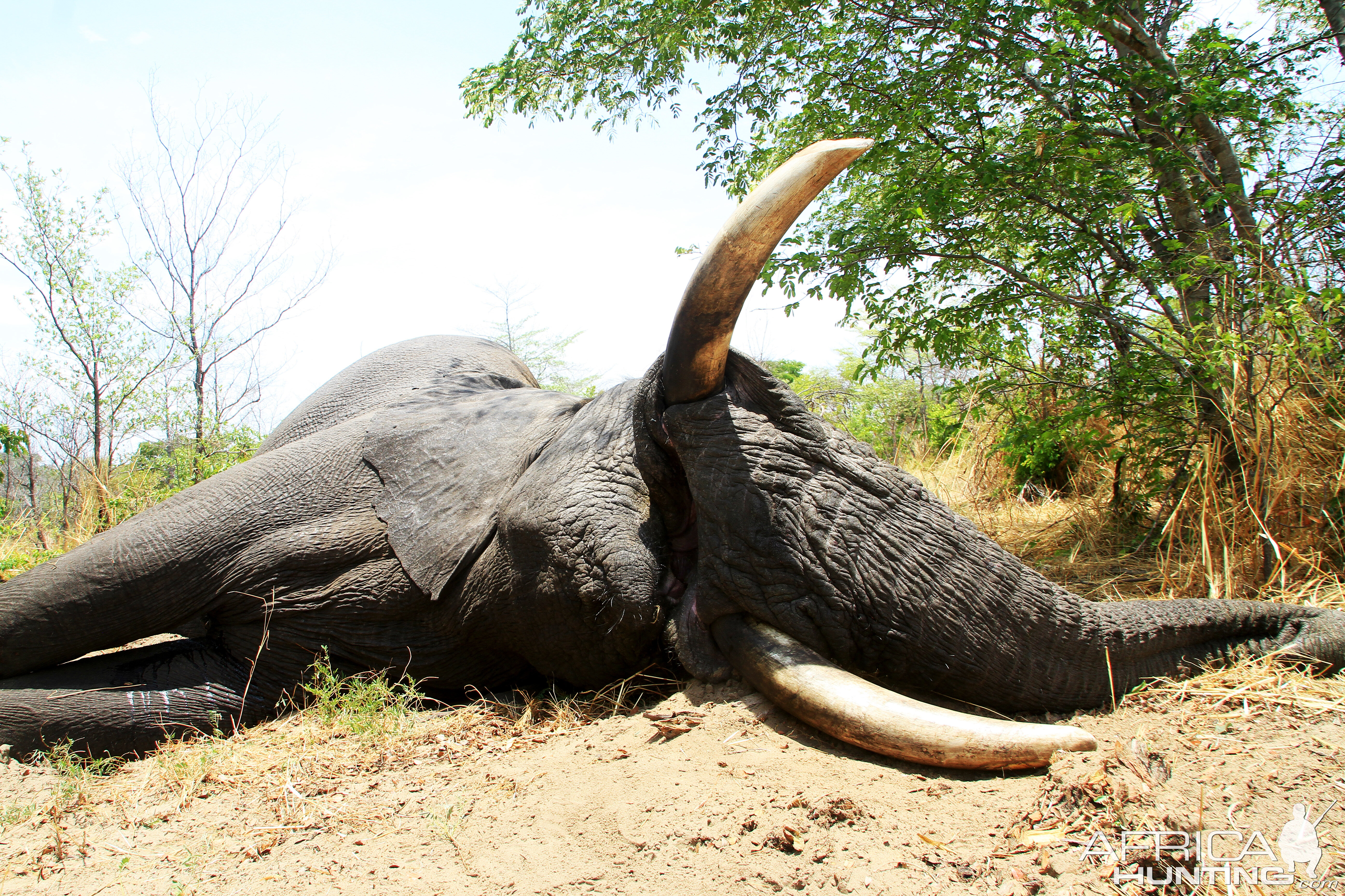 Elephant Hunting Namibia