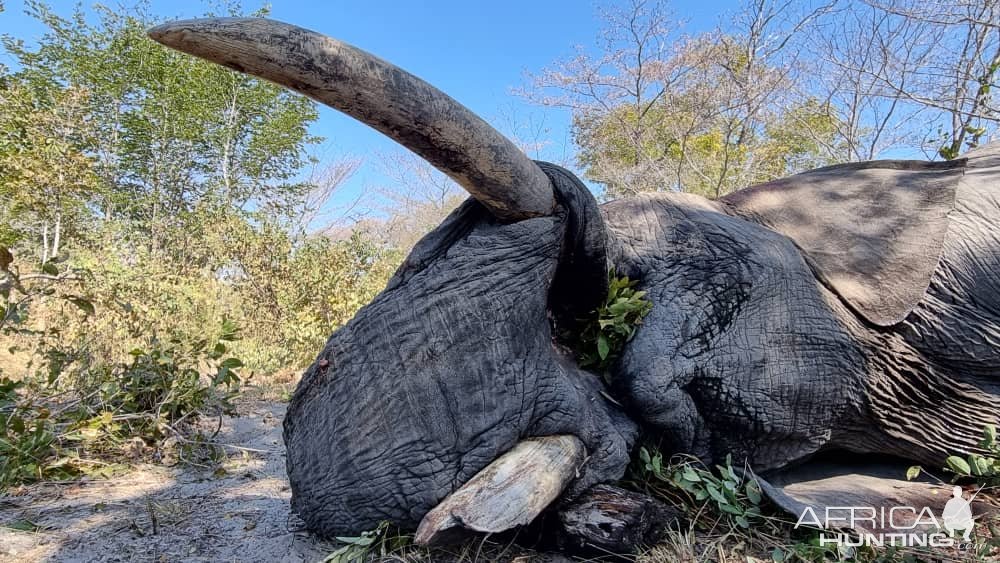 Elephant Hunting Namibia