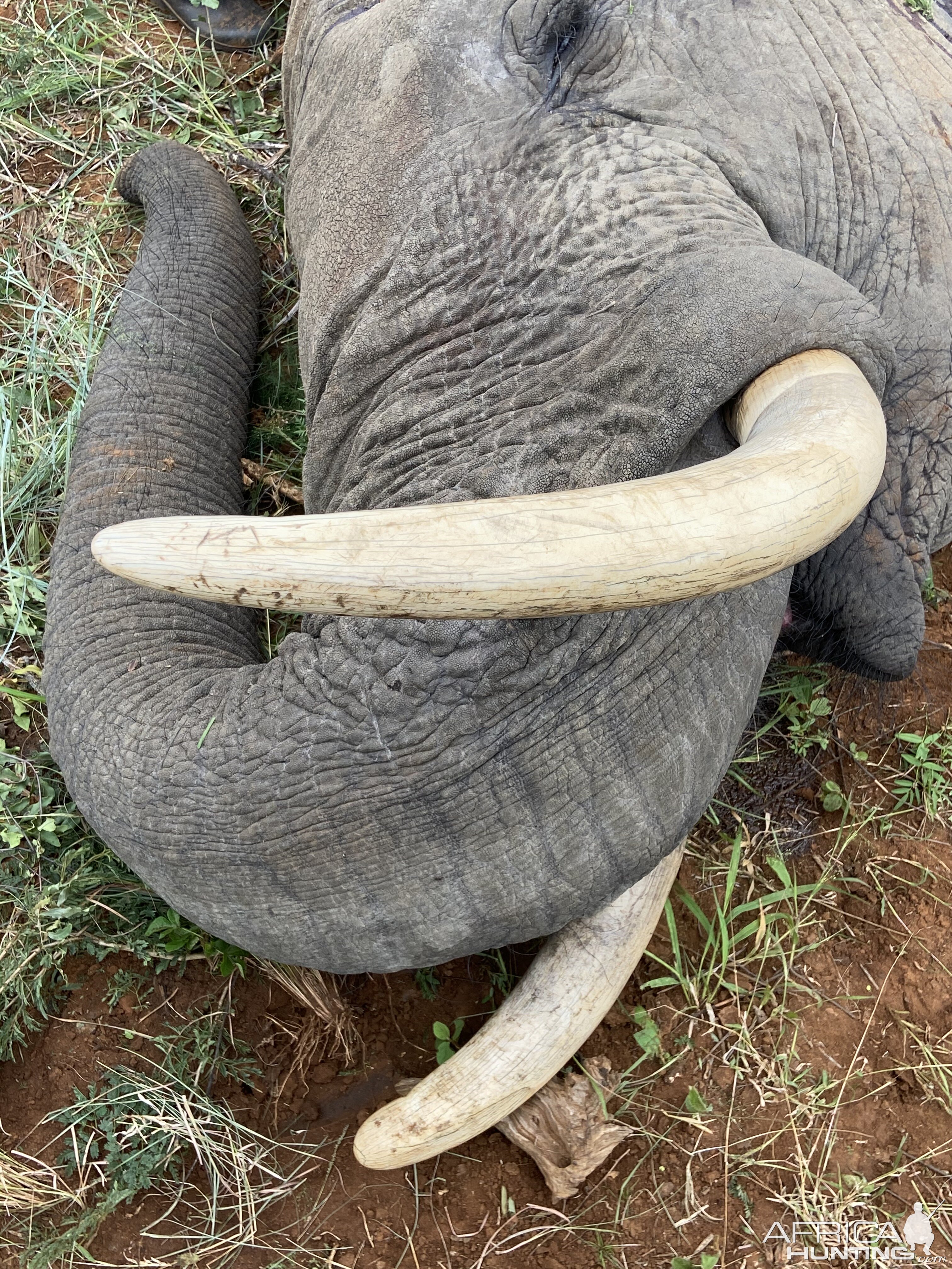 Elephant Hunting South Africa