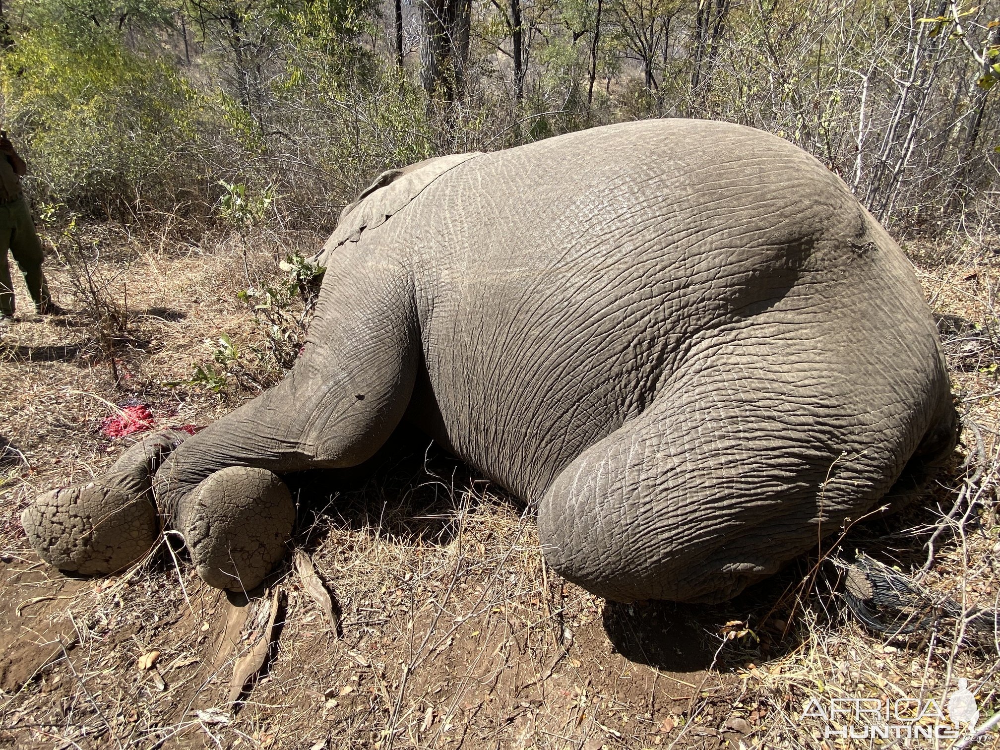 Elephant Hunting Zimbabwe