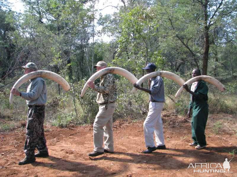 Elephant Hunting Zimbabwe