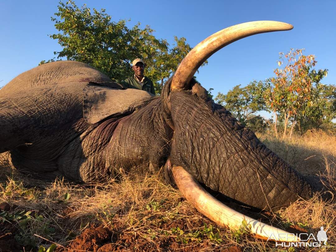 Elephant Hunting Zimbabwe