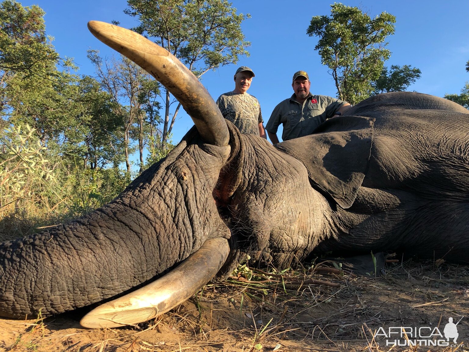 Elephant Hunting Zimbabwe