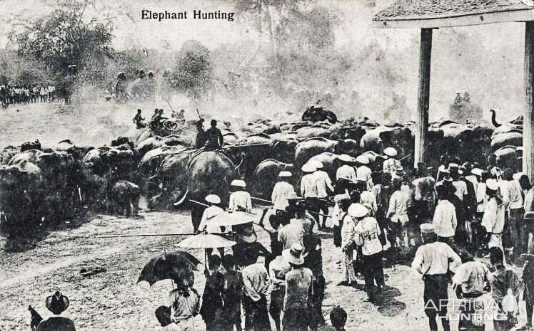 Elephant Hunting