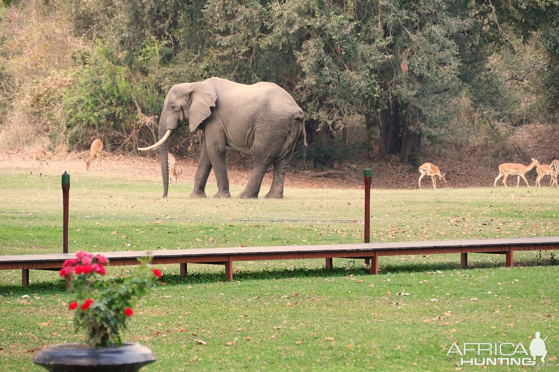 Elephant & Impala's at the lodge Zambia