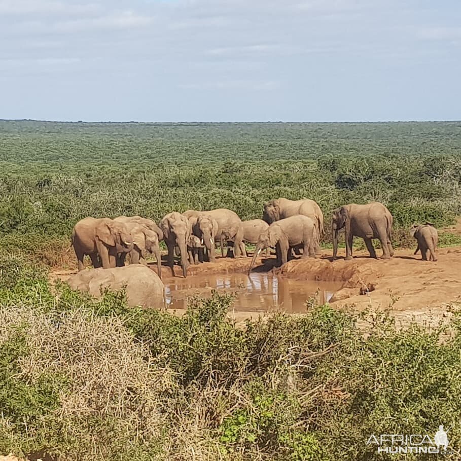 Elephant in Addo Elephant Park