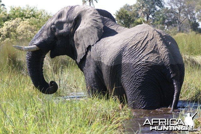 Elephant in Botswana