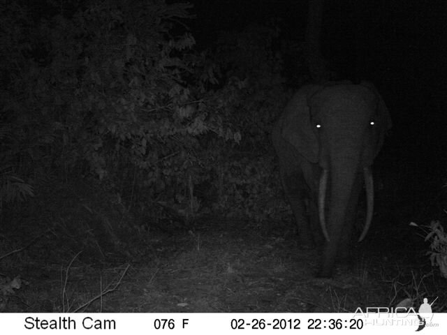 Elephant in Congo