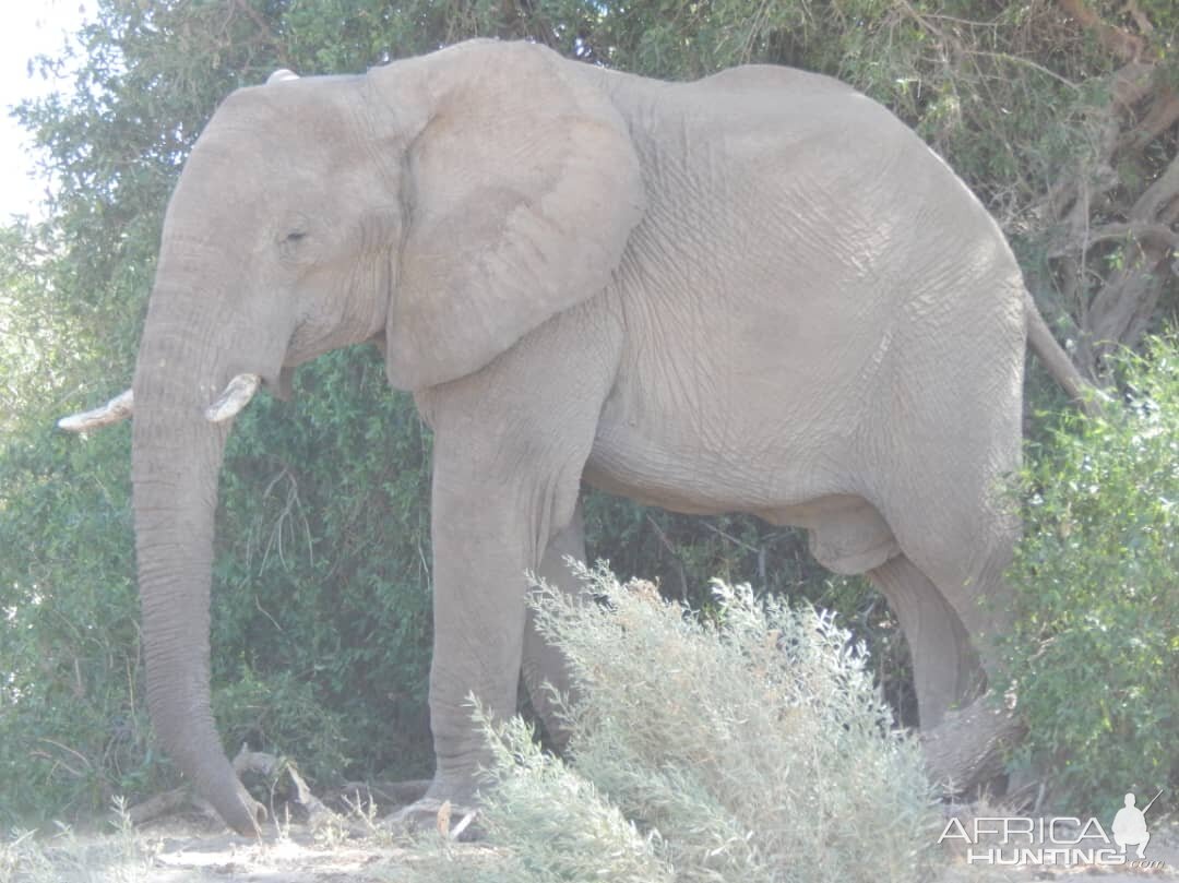 Elephant in Hoanib River Valley, Damaraland, Namibia