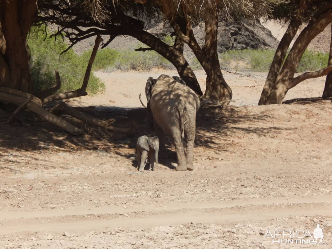 Elephant in Hoanib River Valley, Damaraland, Namibia