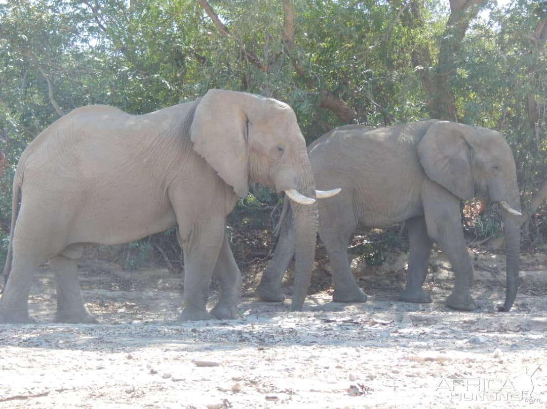 Elephant in Hoanib River Valley, Damaraland, Namibia