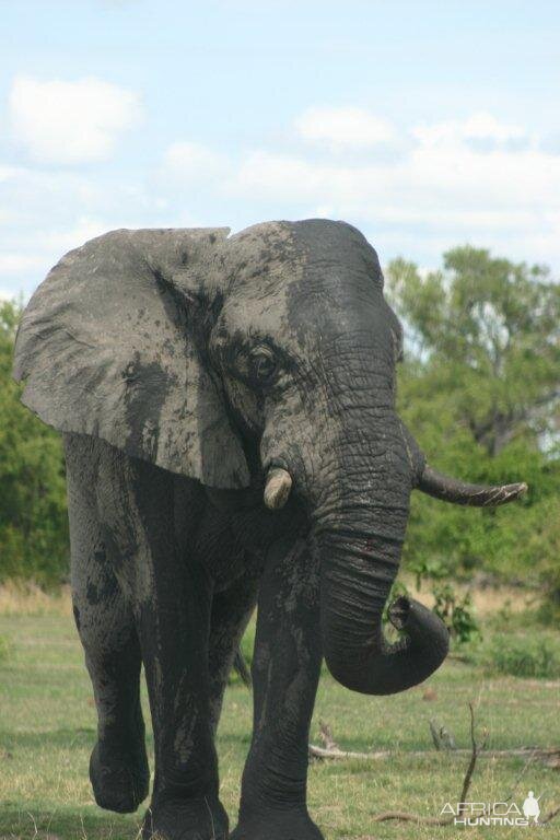 Elephant in in the Caprivi Namibia