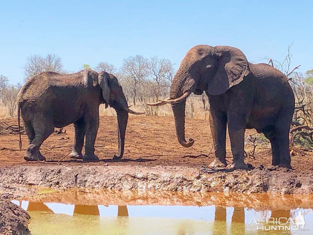 Elephant in Mozambique