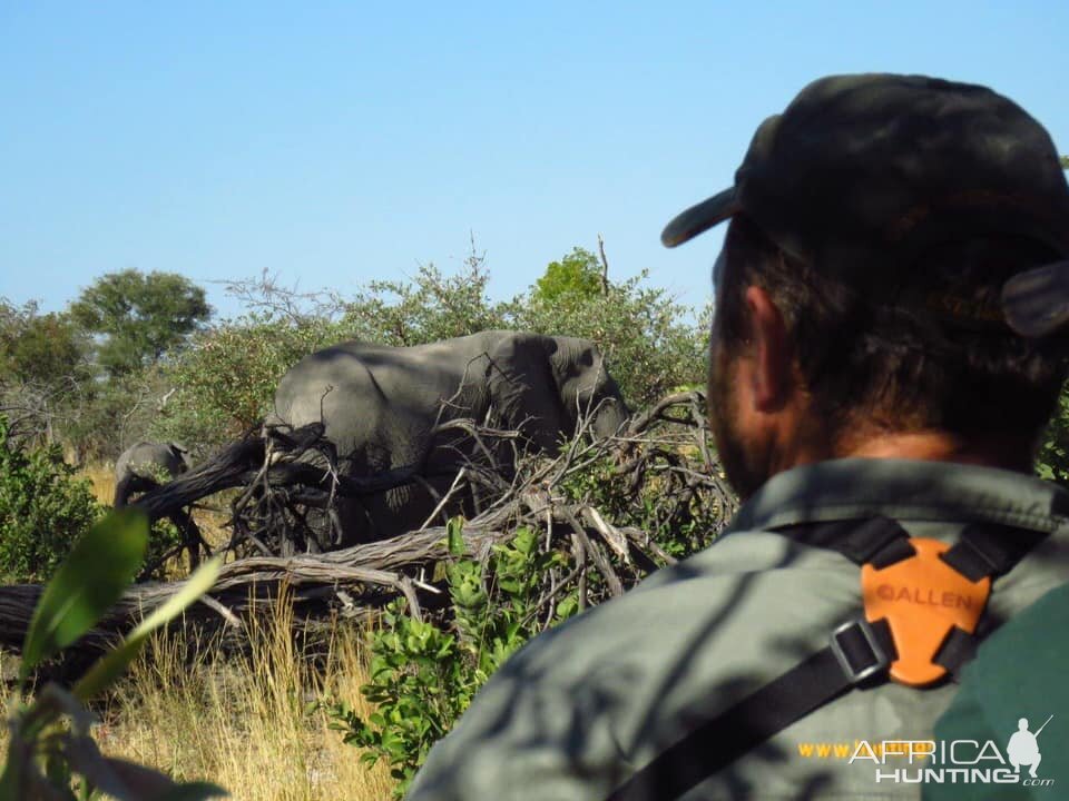 Elephant in Namibia