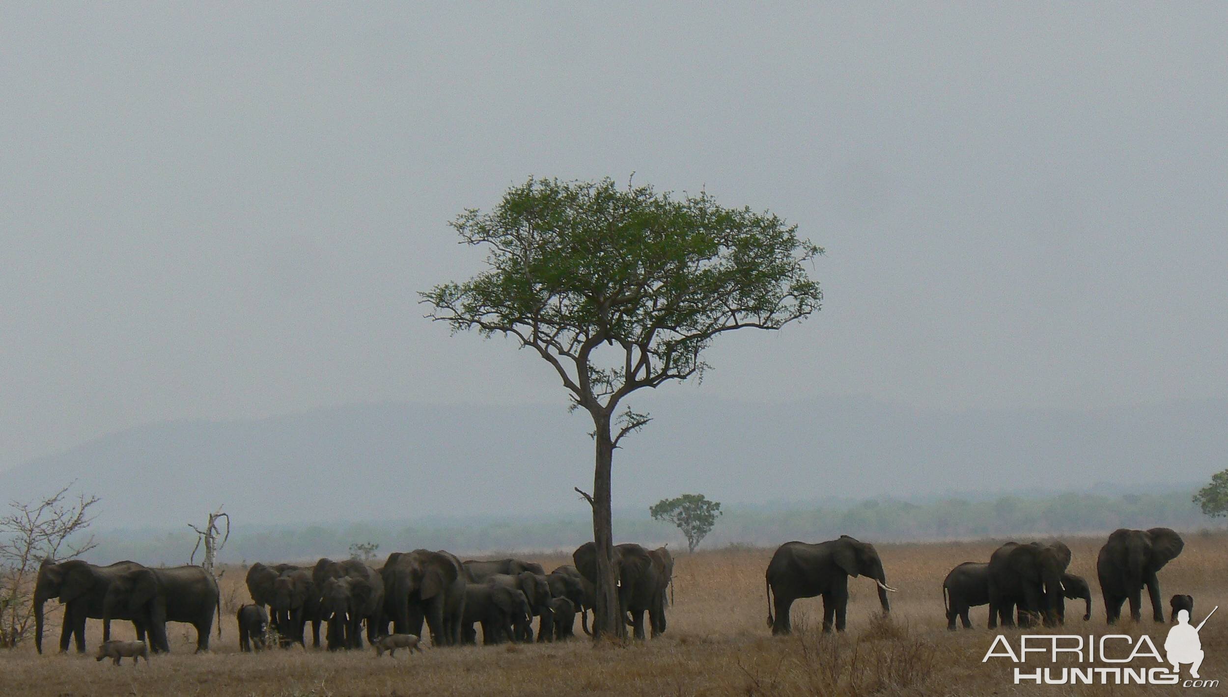 Elephant in Selous