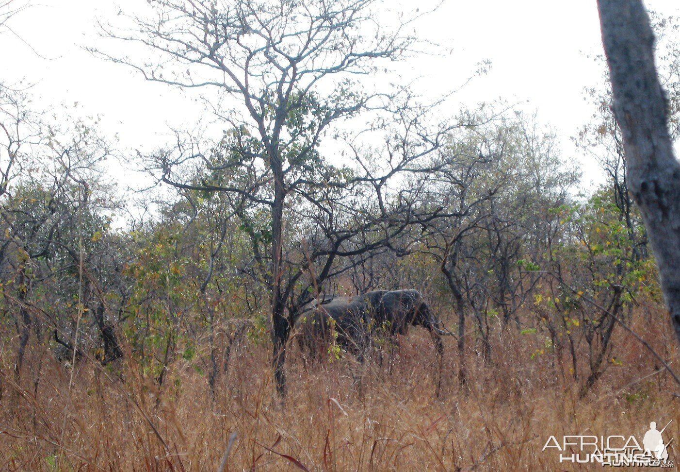 Elephant in Tanzania