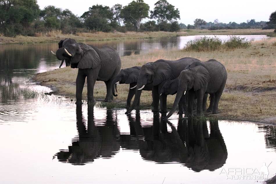 Elephant in the Caprivi Namibia