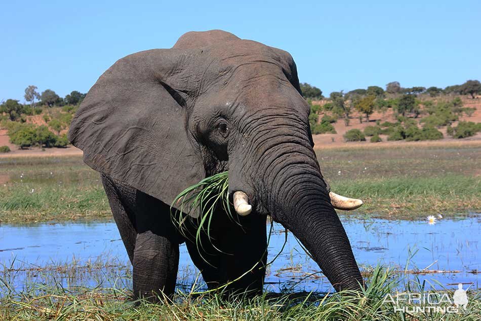 Elephant in the Caprivi Namibia