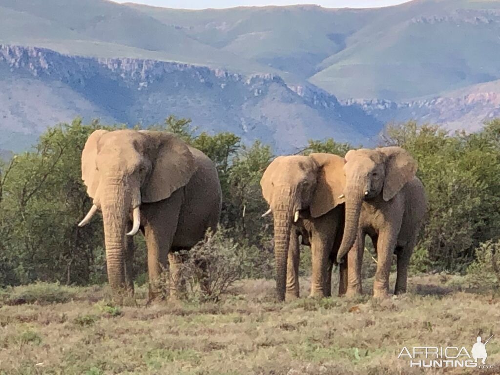 Elephant in the Karoo South Africa