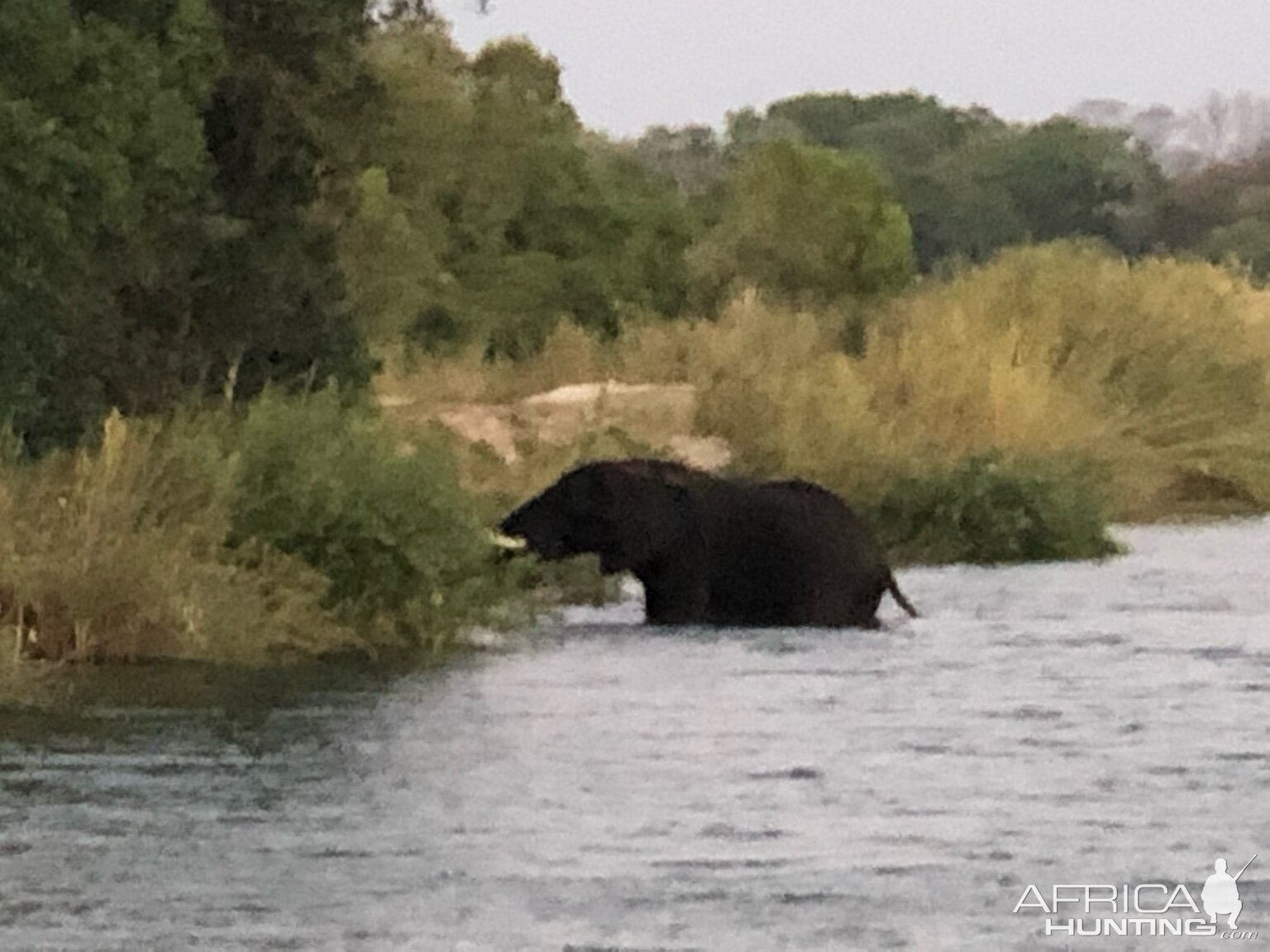 Elephant in the Zambezi River Zimbabwe