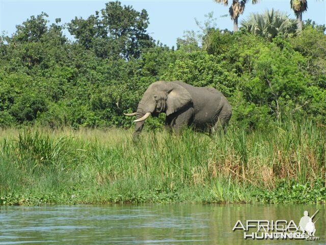 Elephant in Uganda