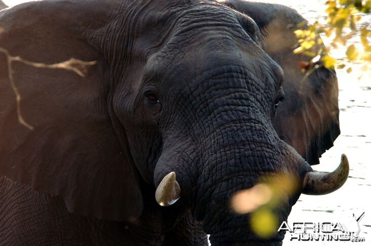 Elephant in Zambia