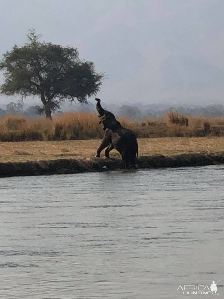 Elephant in Zimbabwe