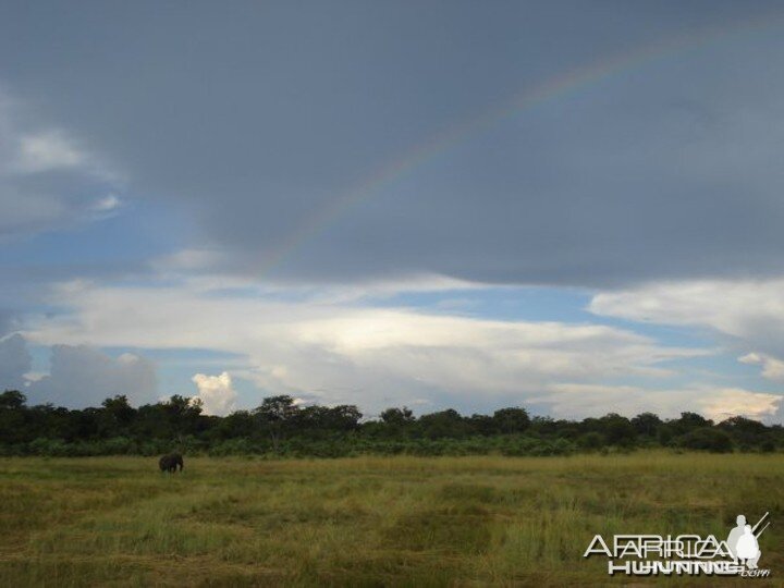 Elephant in Zimbabwe