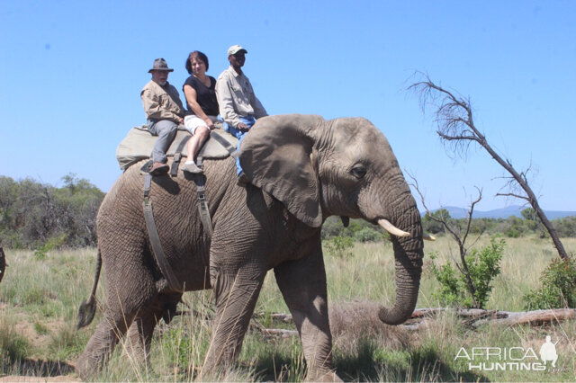 Elephant Interaction & Riding South Africa