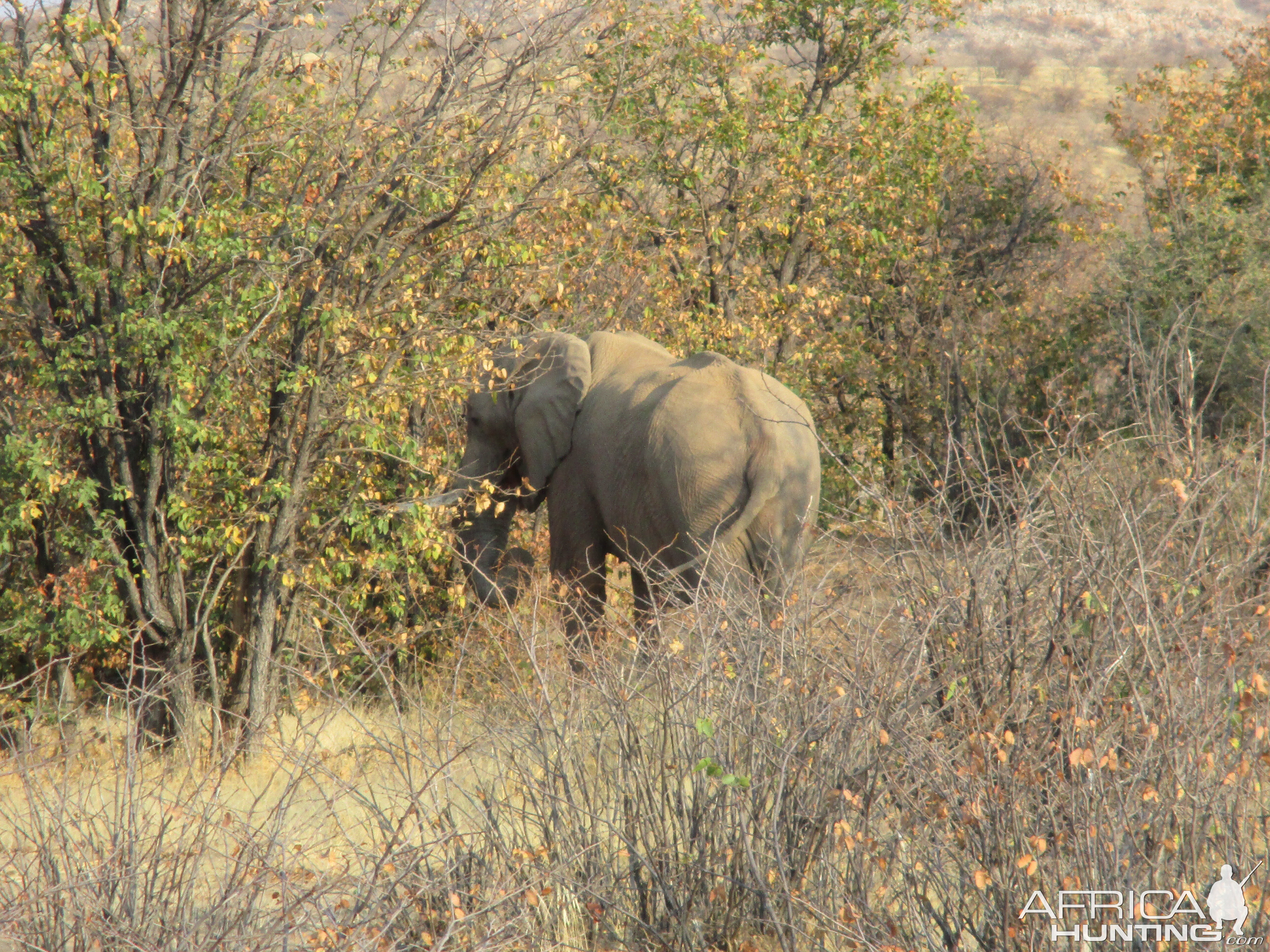 Elephant Kaokoland Namibia