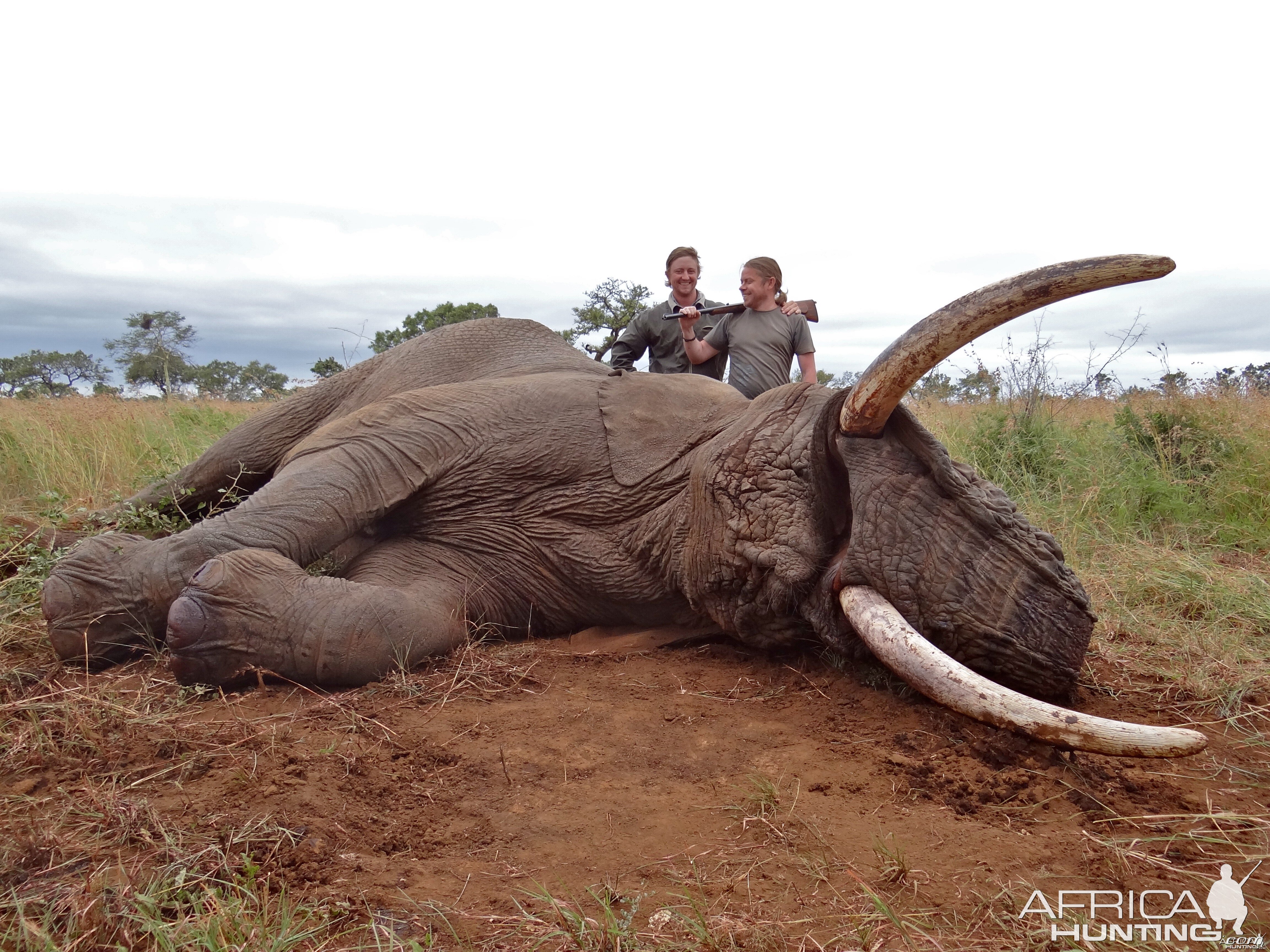 ~ Elephant - Lebombo Foothills, Mozambique ~