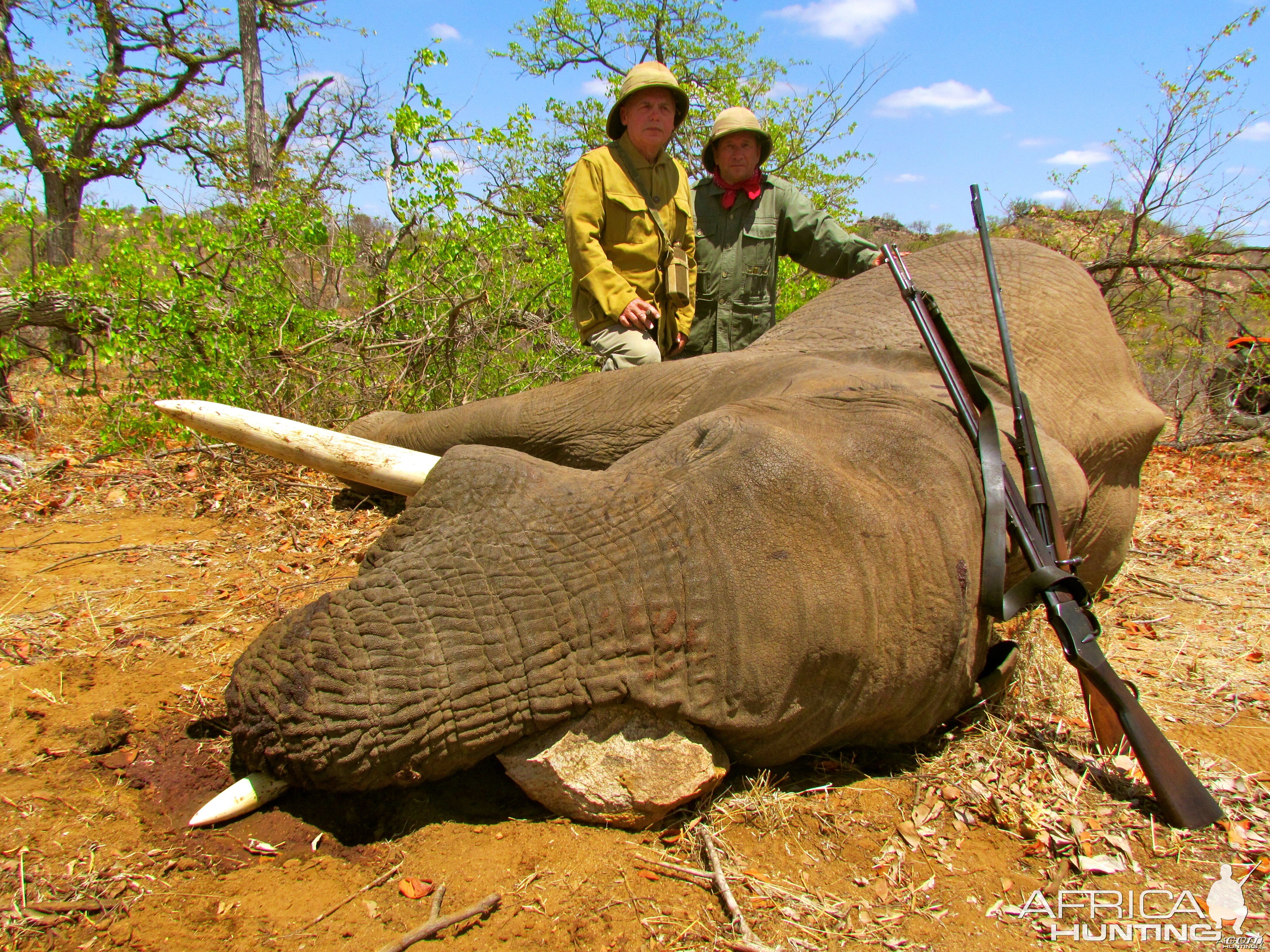 Elephant ~ Limpopo, South Africa