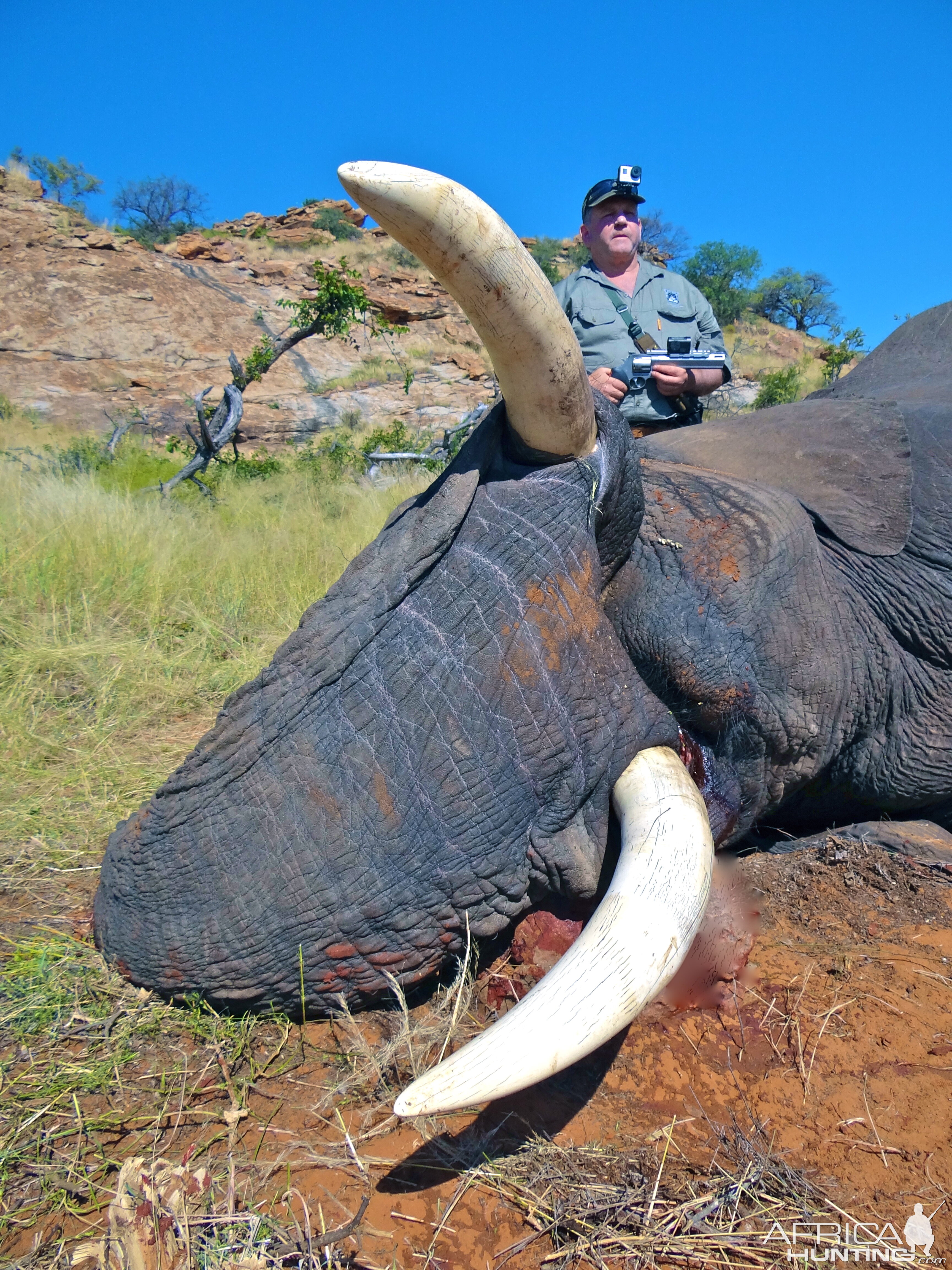 Elephant ~ Limpopo, South Africa