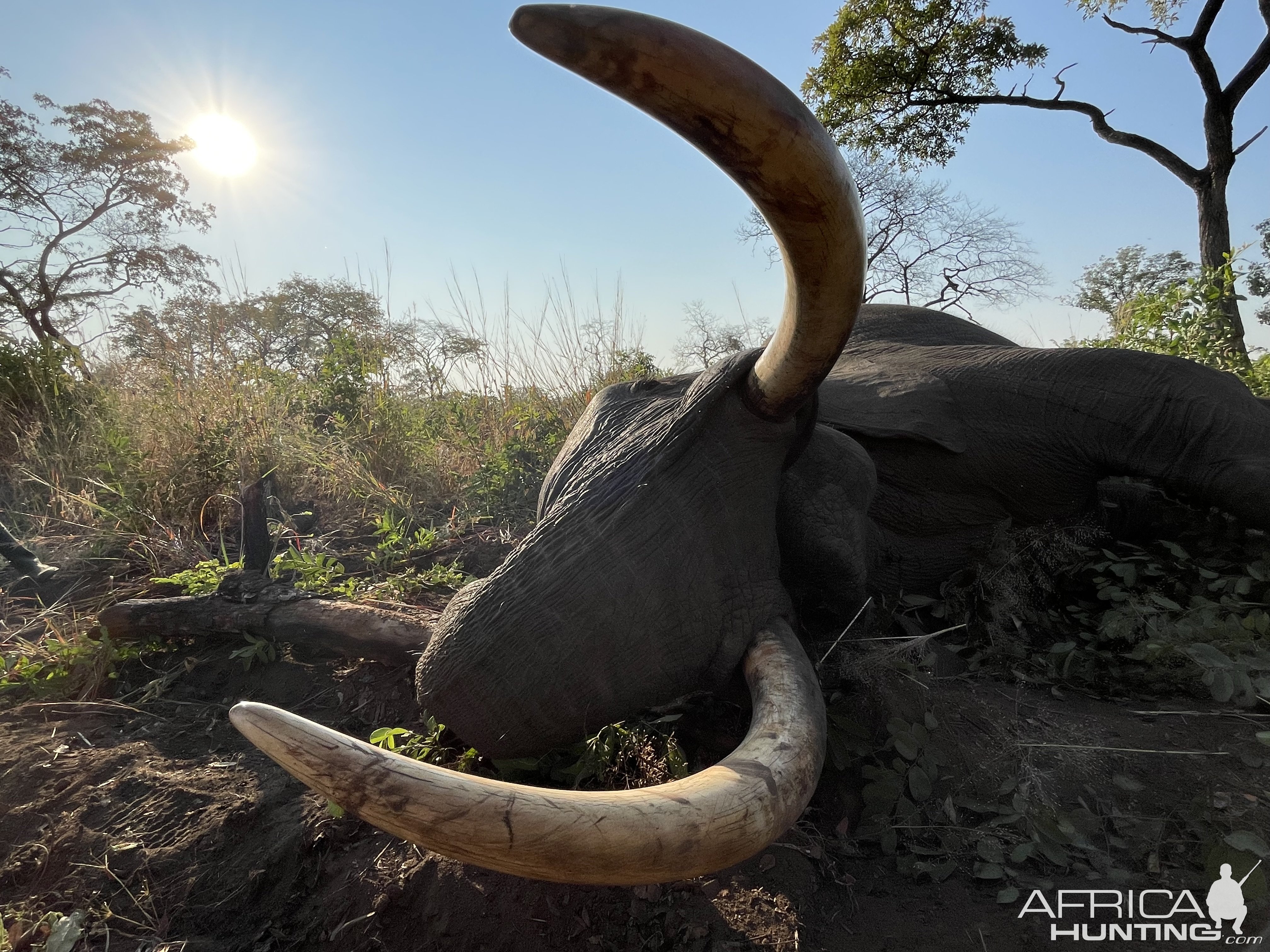 Elephant Luangwa valley 2024