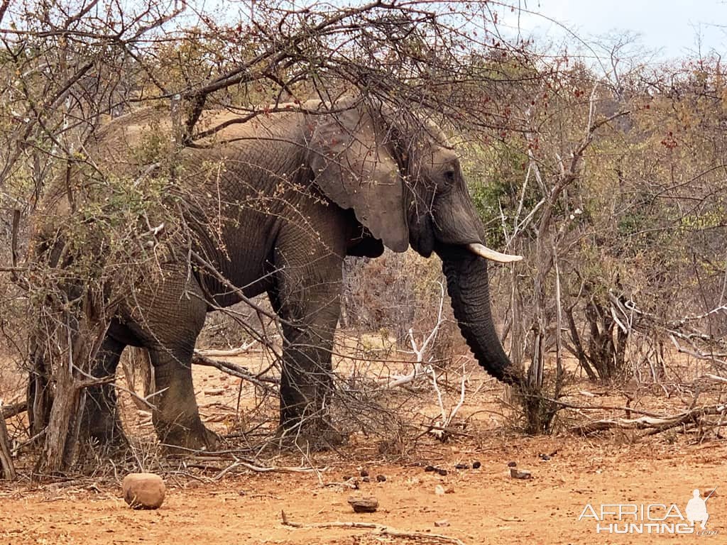 Elephant Makuya Game Park Greater Kruger South Africa