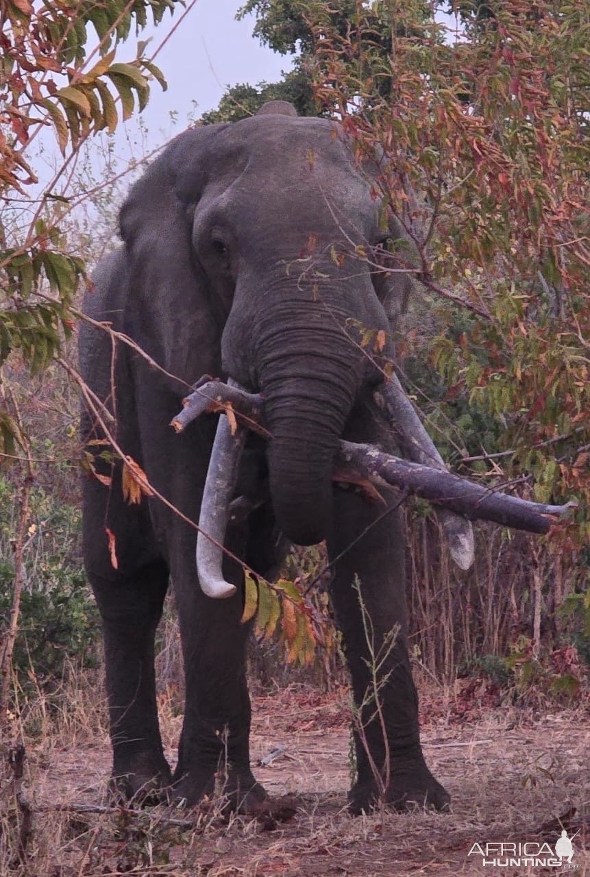 Elephant Mana Pools National Park Zimbabwe