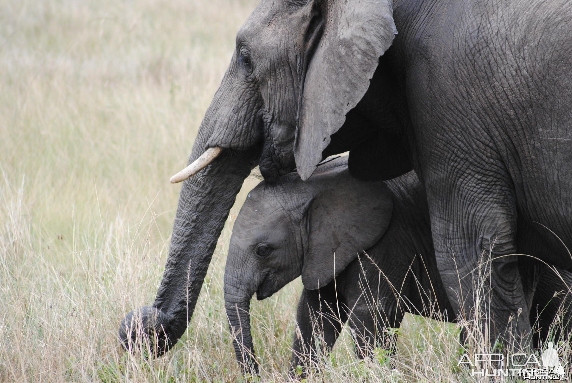 Elephant Masaai Mara in Kenya