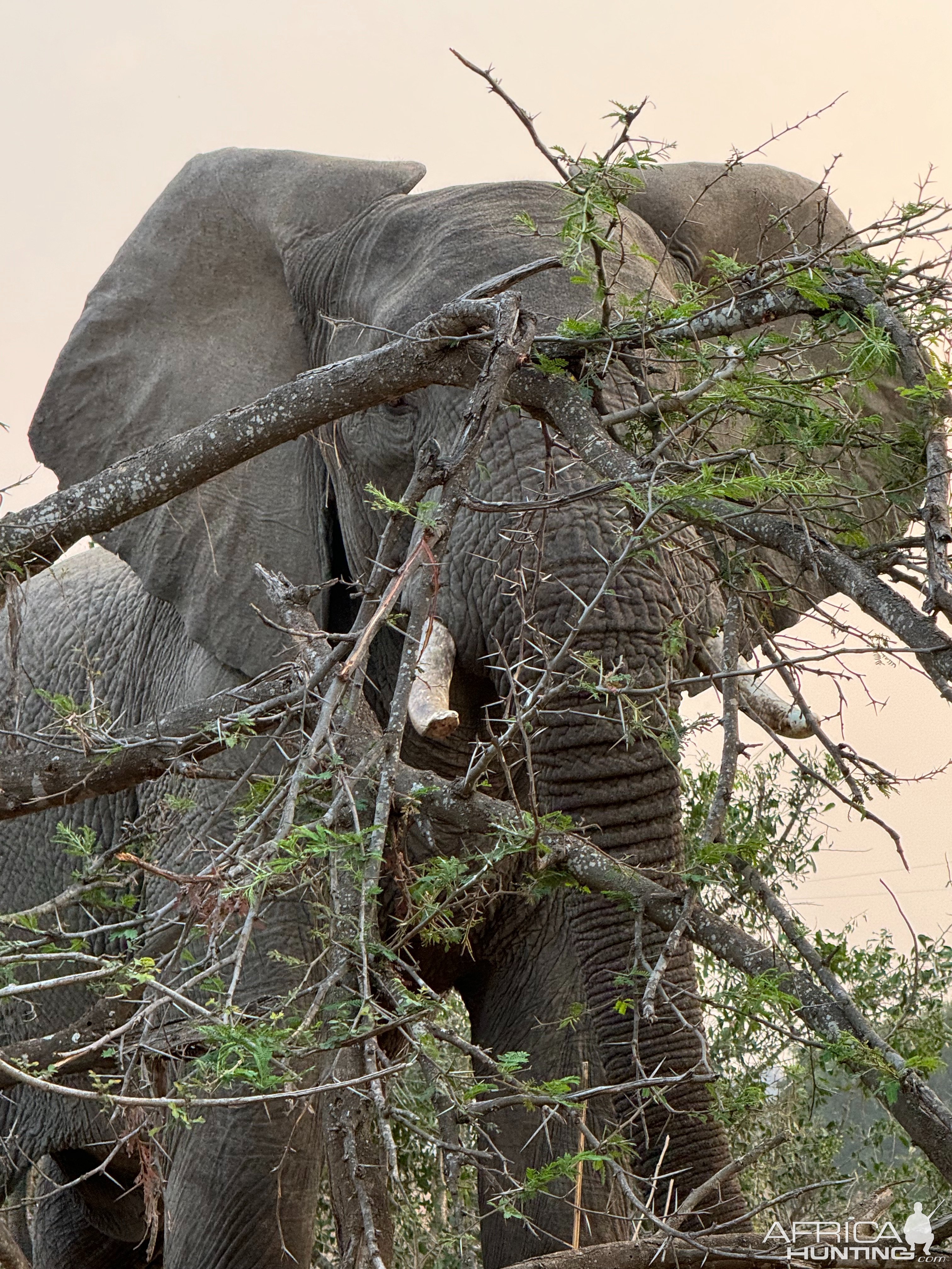 Elephant Mozambique