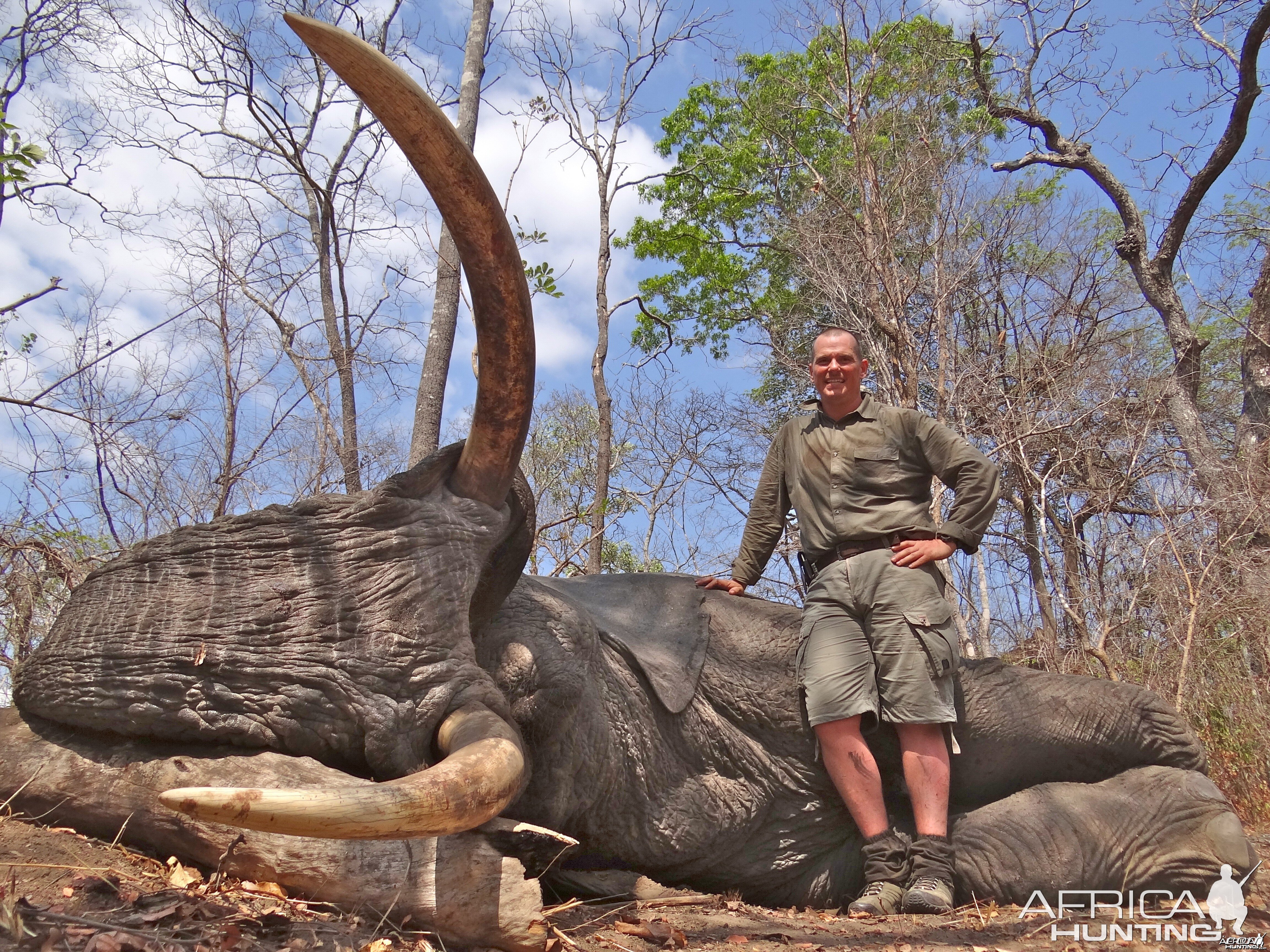 Elephant - Mozambique