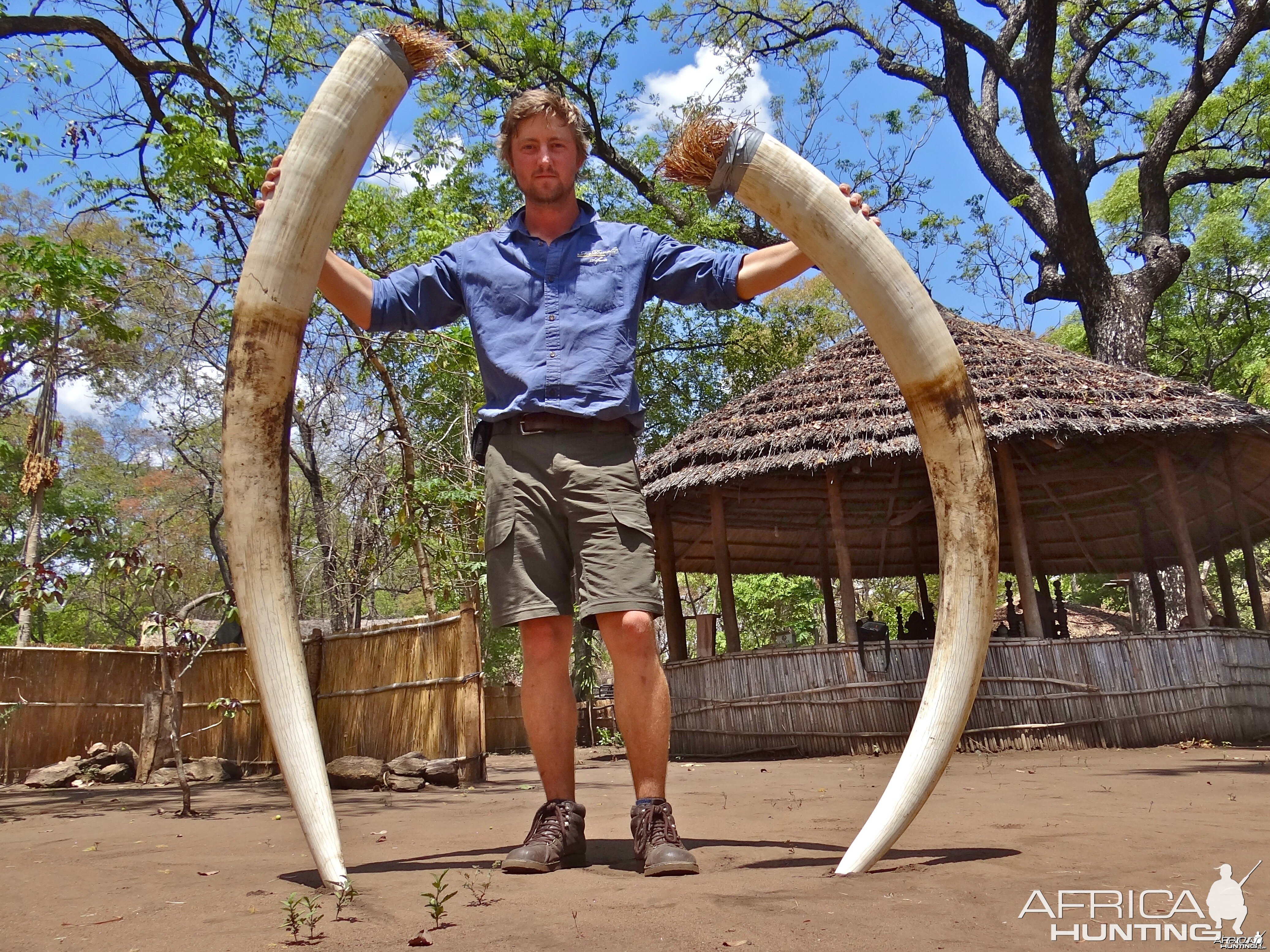 Elephant - Mozambique