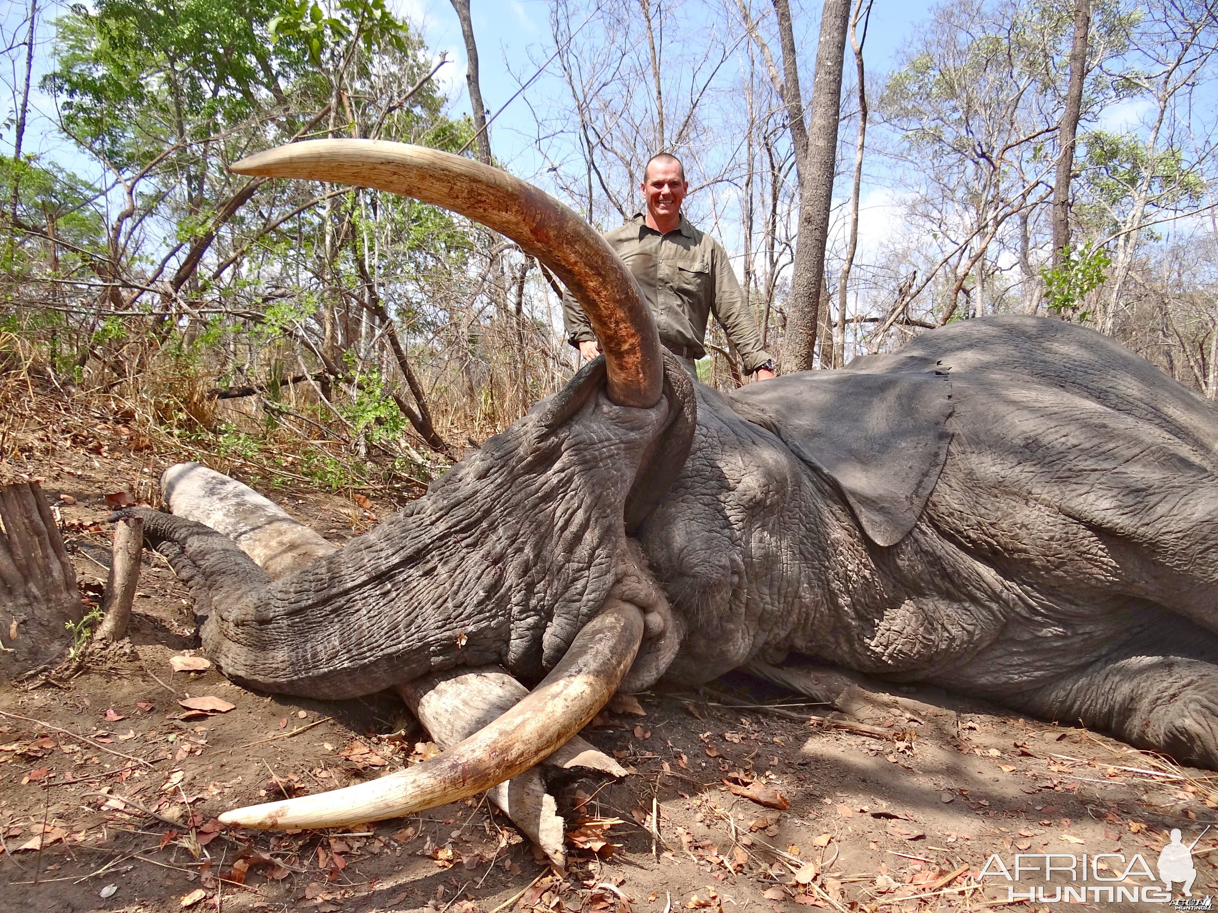 Elephant - Mozambique