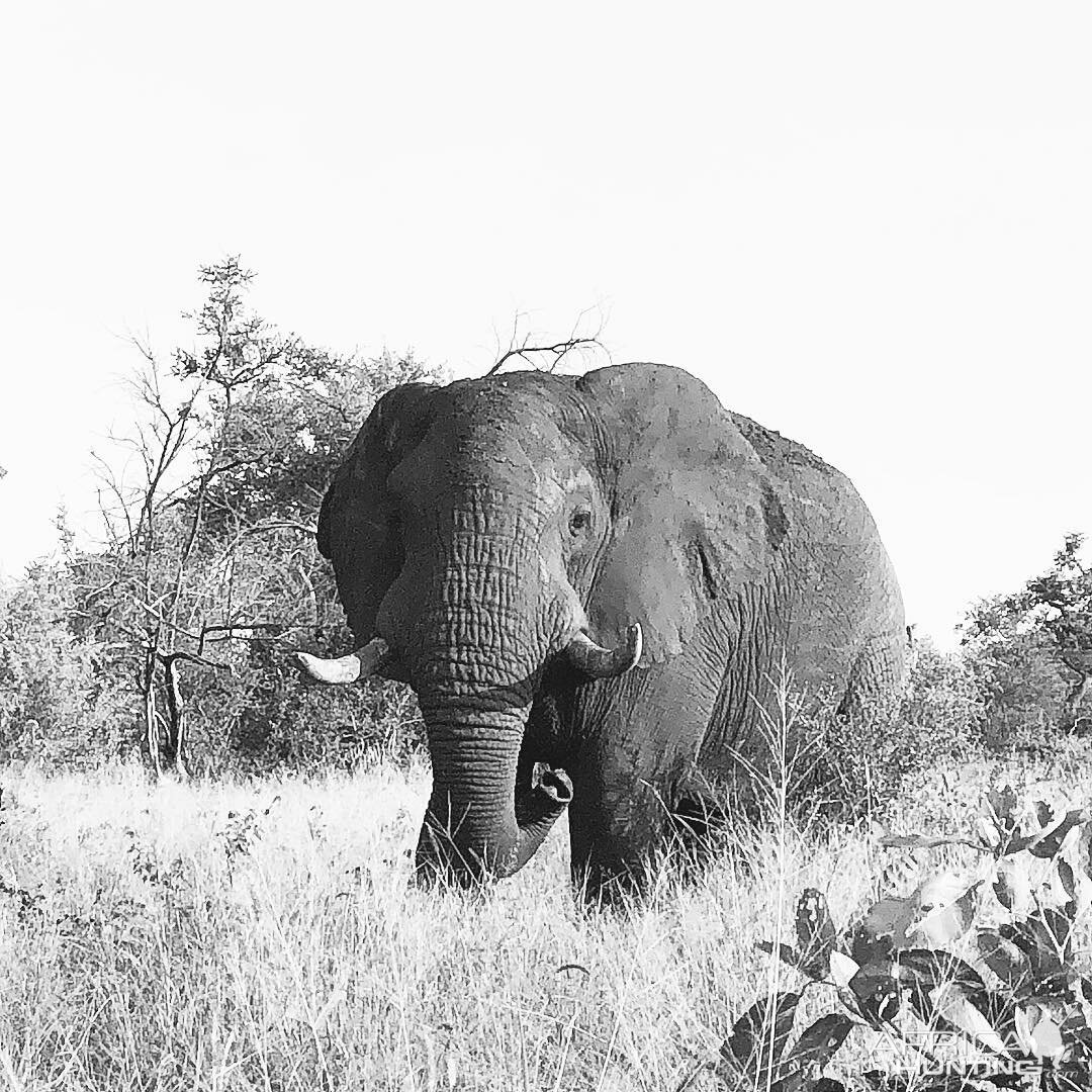 Elephant Mozambique