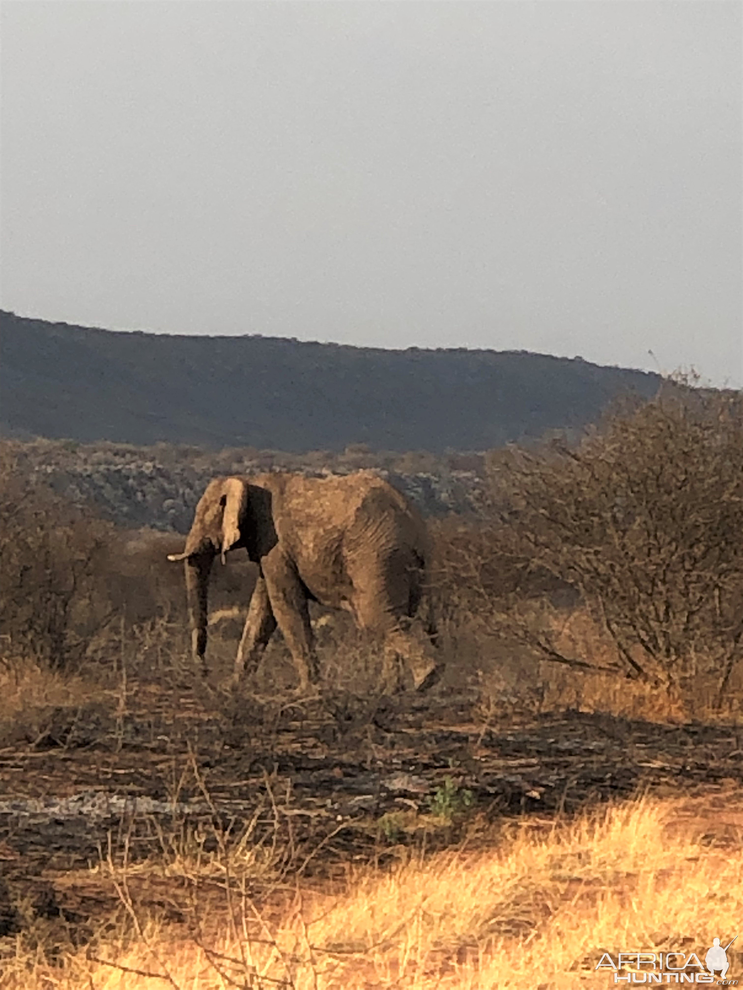 Elephant Namibia