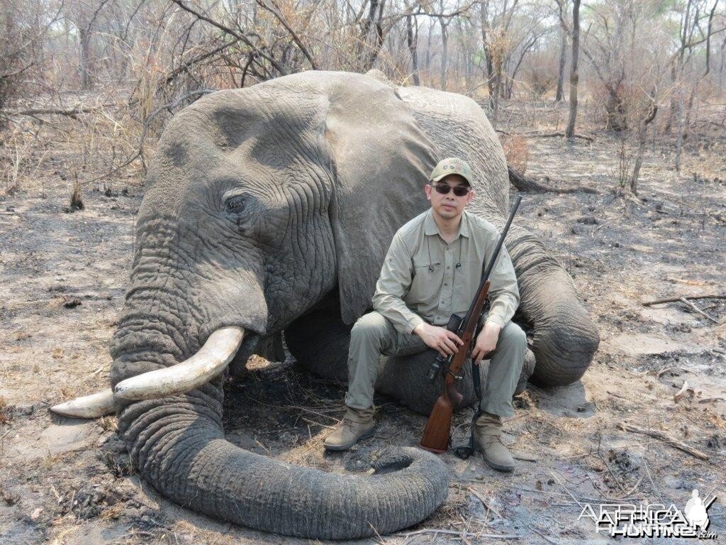 Elephant Namibia