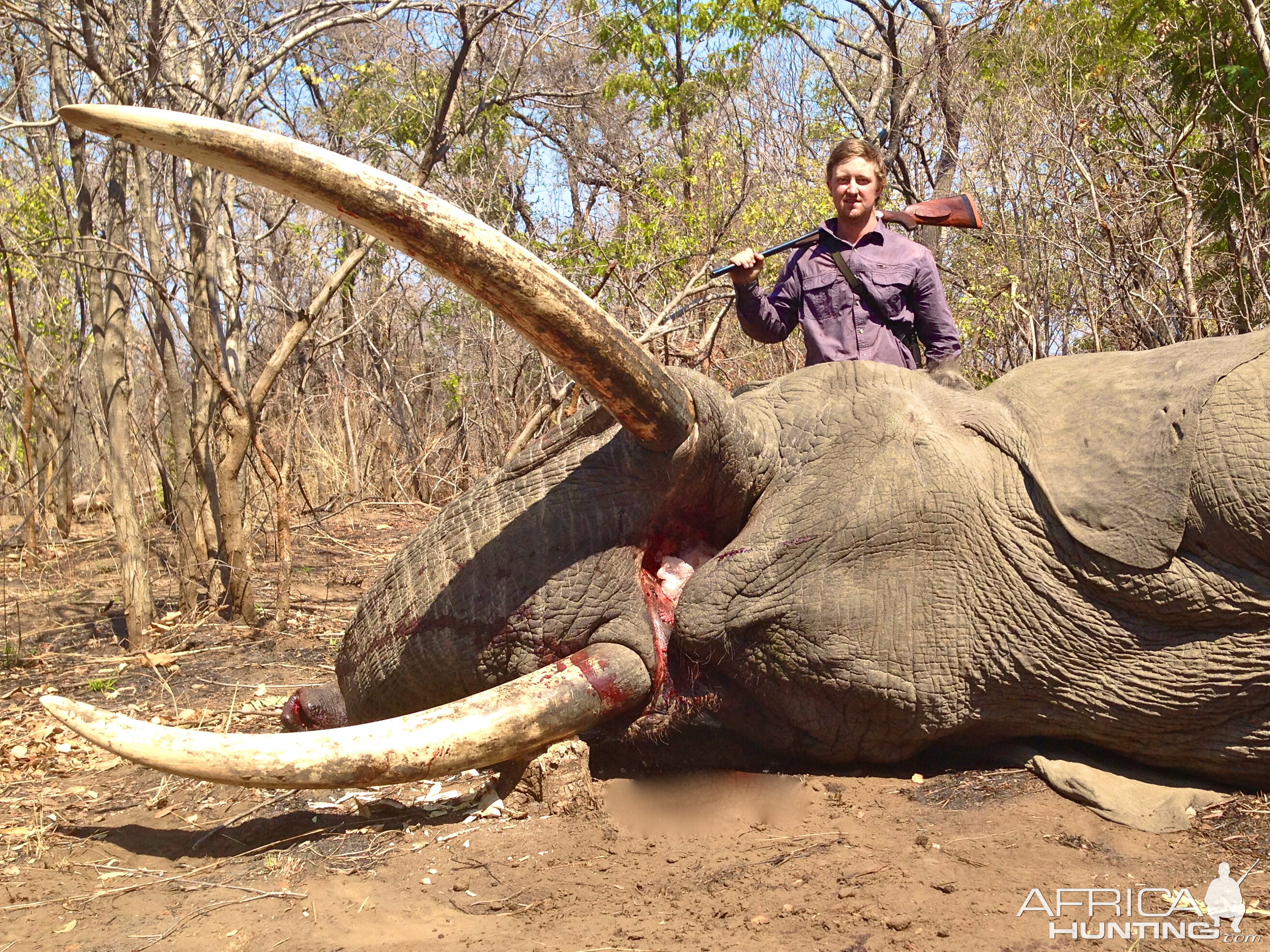 Elephant - Niassa, Mozambique