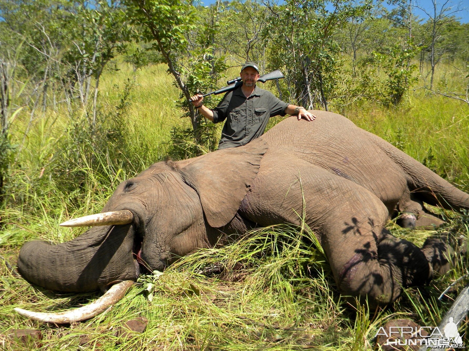 Elephant, Omay North Concession, Zimbabwe