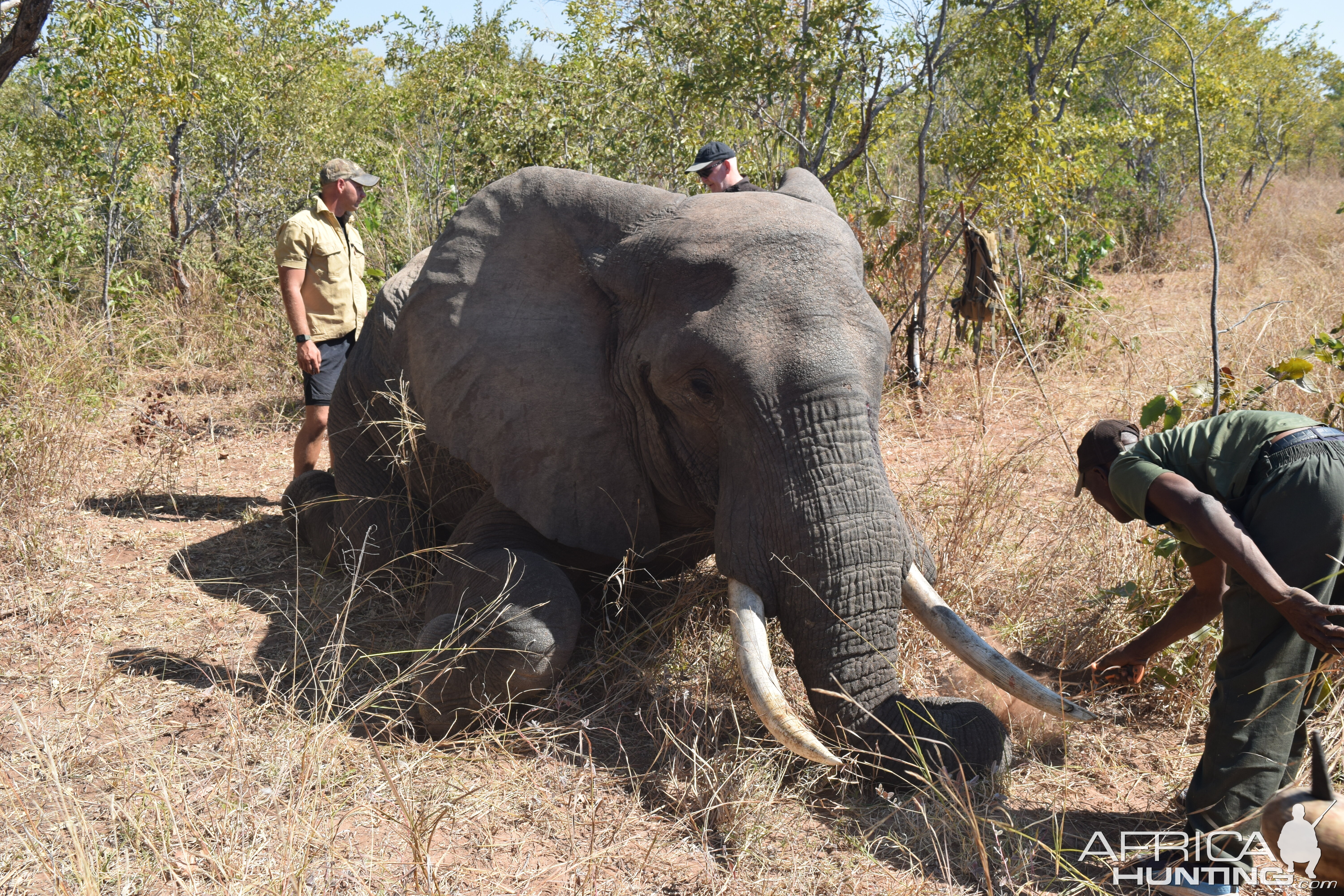 Elephant Omay Zimbabwe