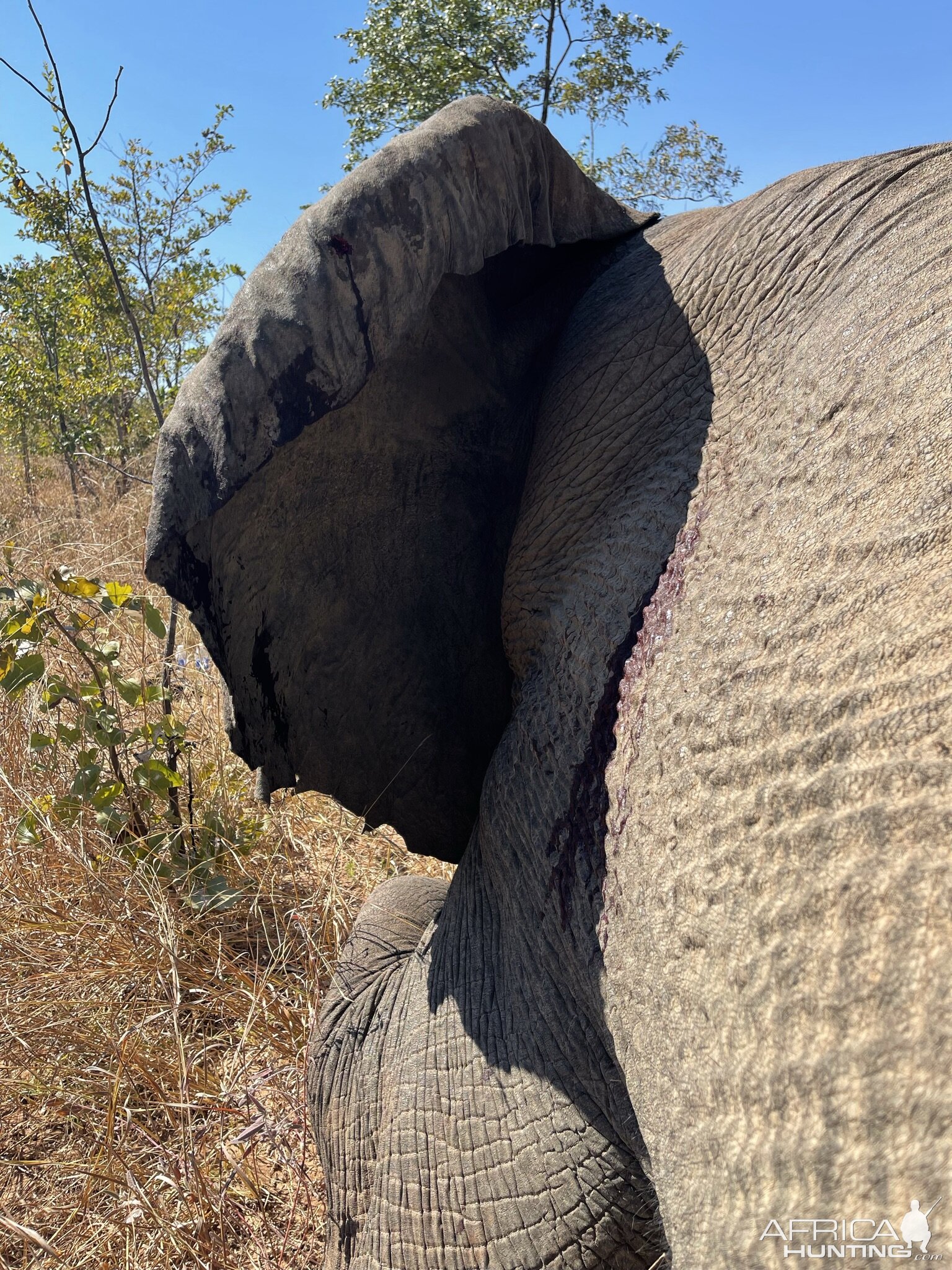 Elephant Omay Zimbabwe