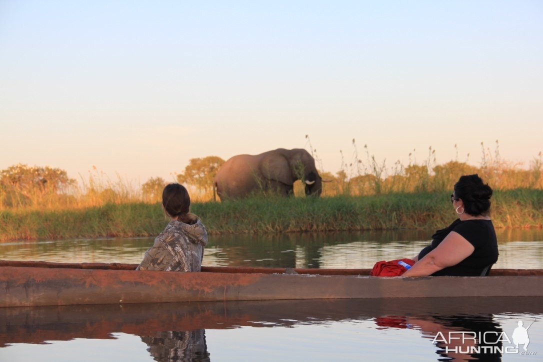 Elephant on Botswana Tour